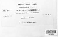 Puccinia xanthii image